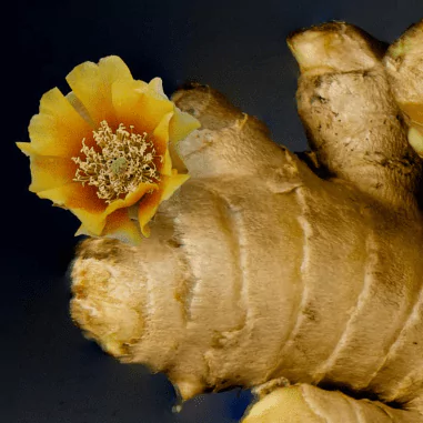 Ginger