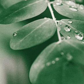 Moringa