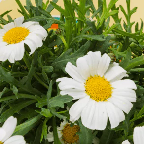 Chamomile